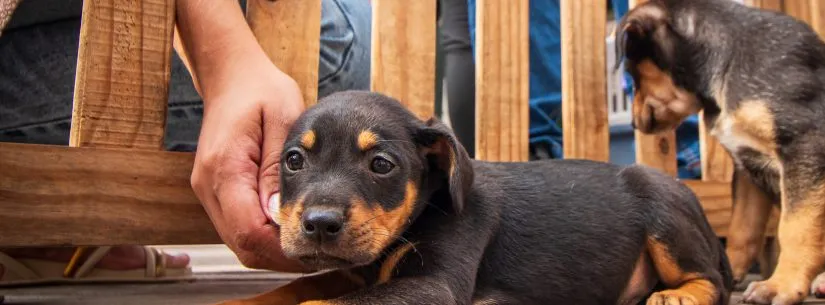 Caraguatatuba promove “Arraiá da Adoção” de cães e gatos neste sábado