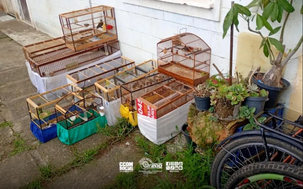 A operação foi realizada por policiais do Grupo Especial de Patrulhamento Ambiental em Áreas de Risco (Gepaar), vinculado ao 3º Batalhão de Polícia Militar Ambiental.