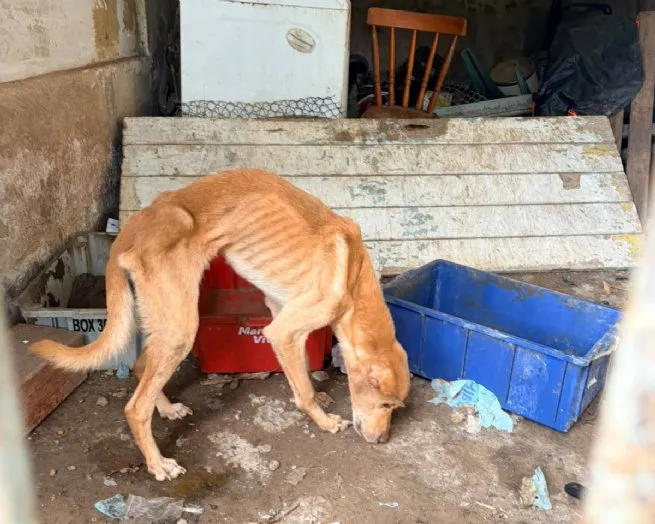 CCZ atua em ação integrada contra maus-tratos e inicia recuperação de animais resgatados