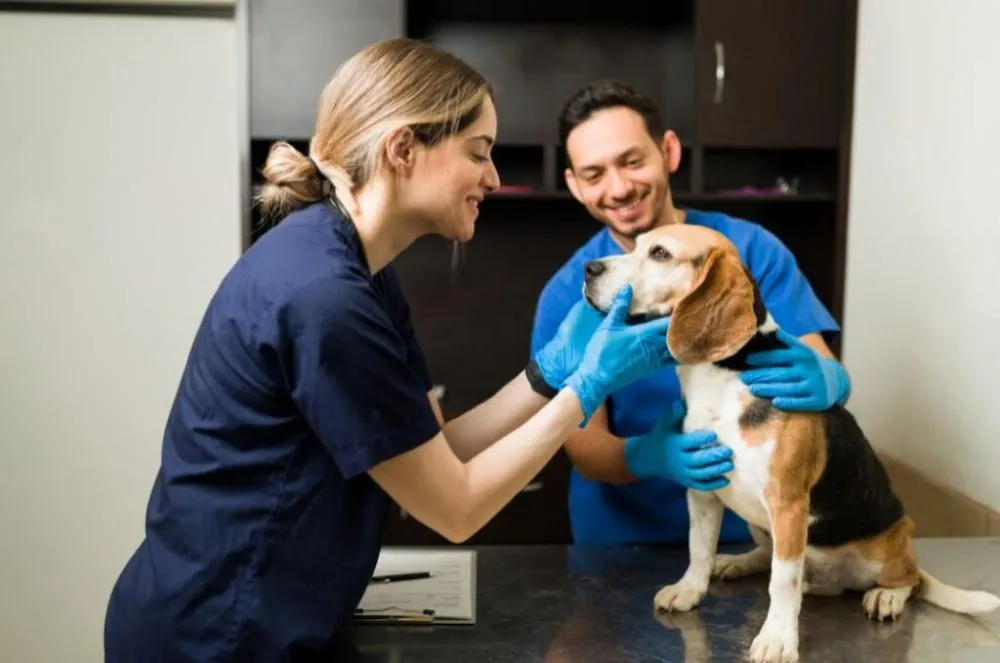 Cubatão abre 400 vagas para castração de animais